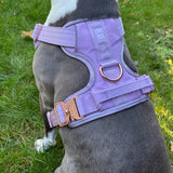 Dog wearing a lilac heavy-duty dog harness on a grassy background.
