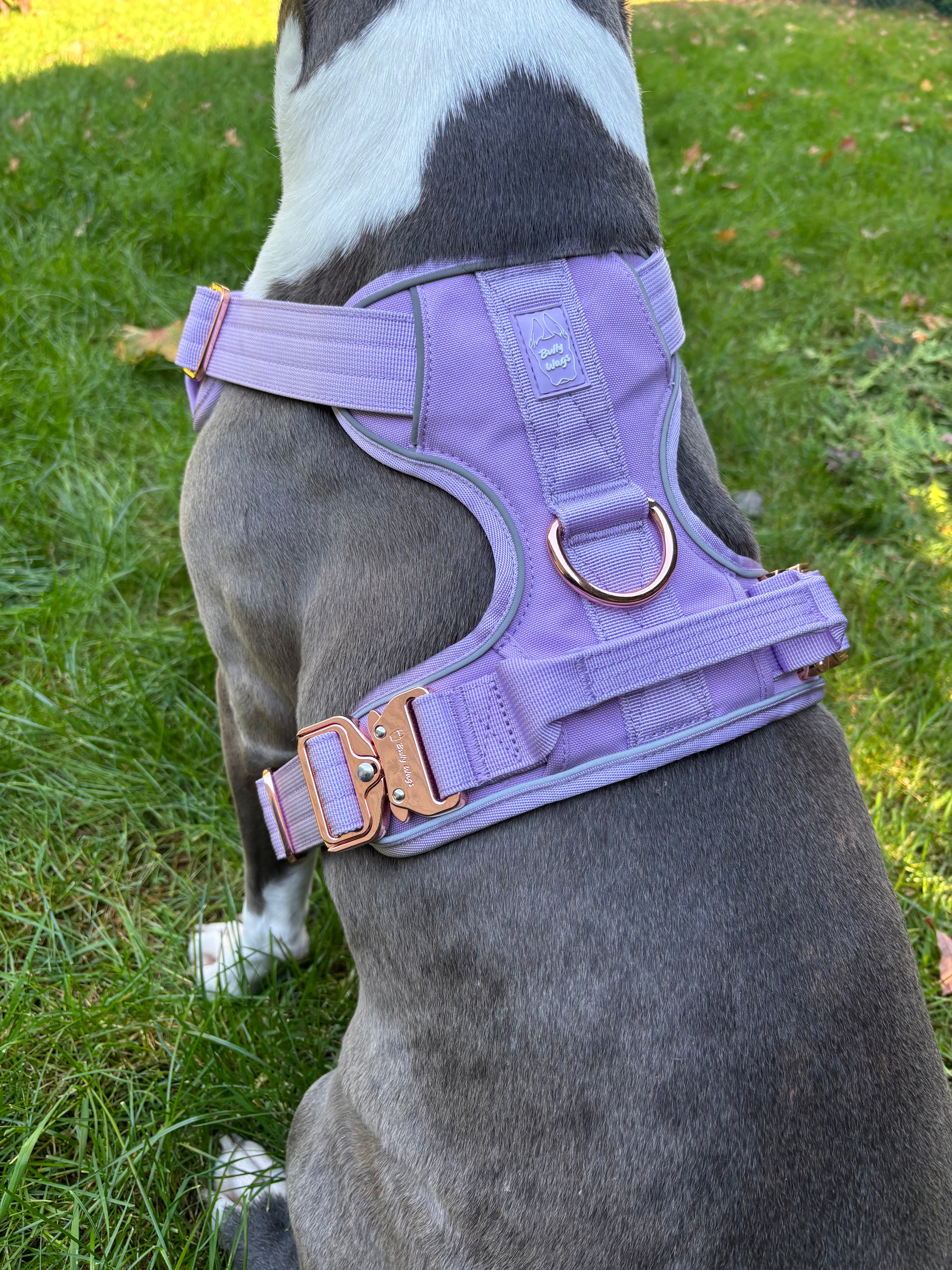 Dog wearing a lilac heavy-duty dog harness on a grassy background.