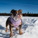 Dog wearing a lilac heavy-duty dog harness outdoors in a snowy landscape.
Show more lines.