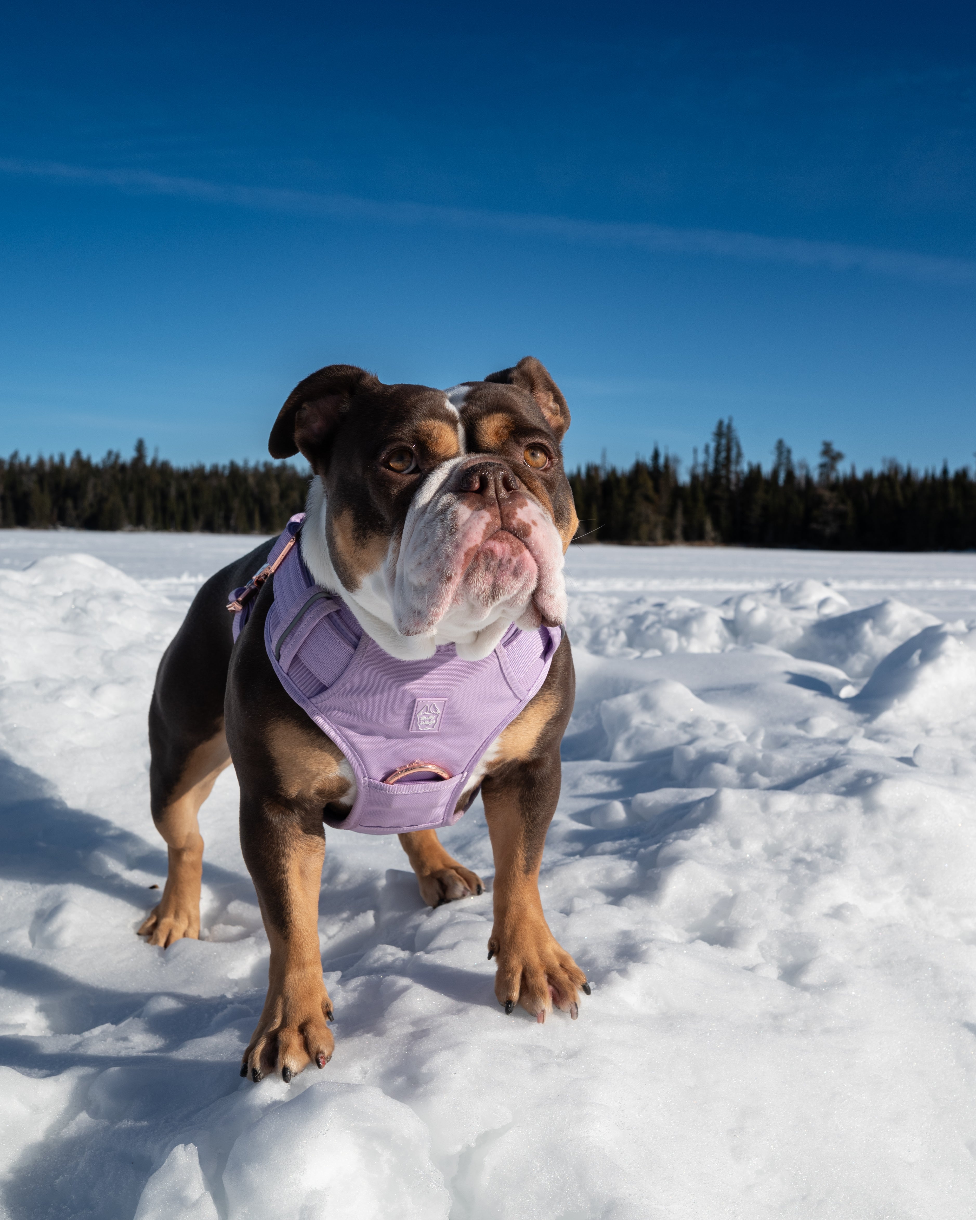 Dog wearing a lilac heavy-duty dog harness outdoors in a snowy landscape.
Show more lines.