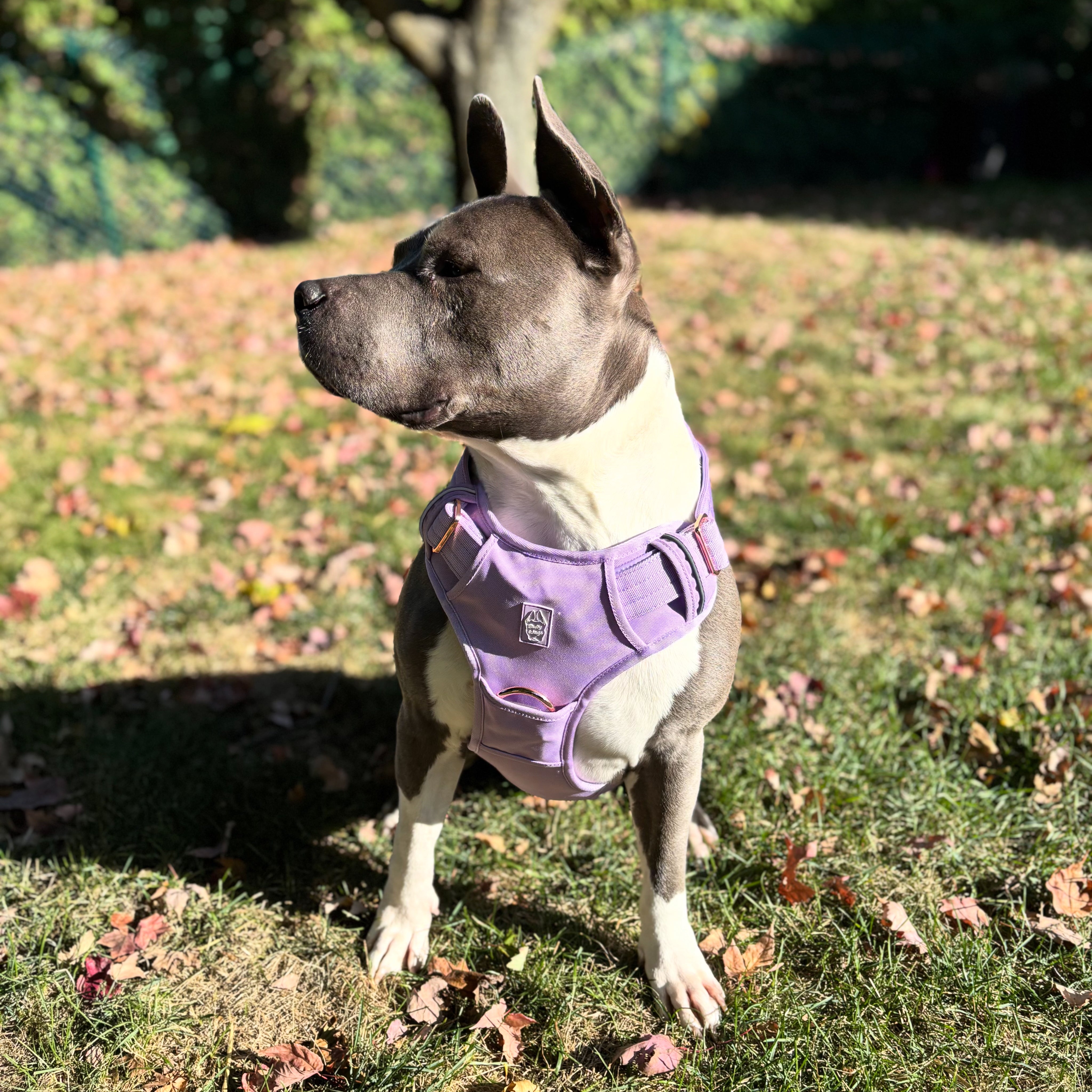 Dog wearing a lilac heavy-duty dog harness in a park with grass and fallen leaves.