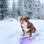 Dog wearing a lilac nylon dog collar and leash outdoors in a snowy setting.