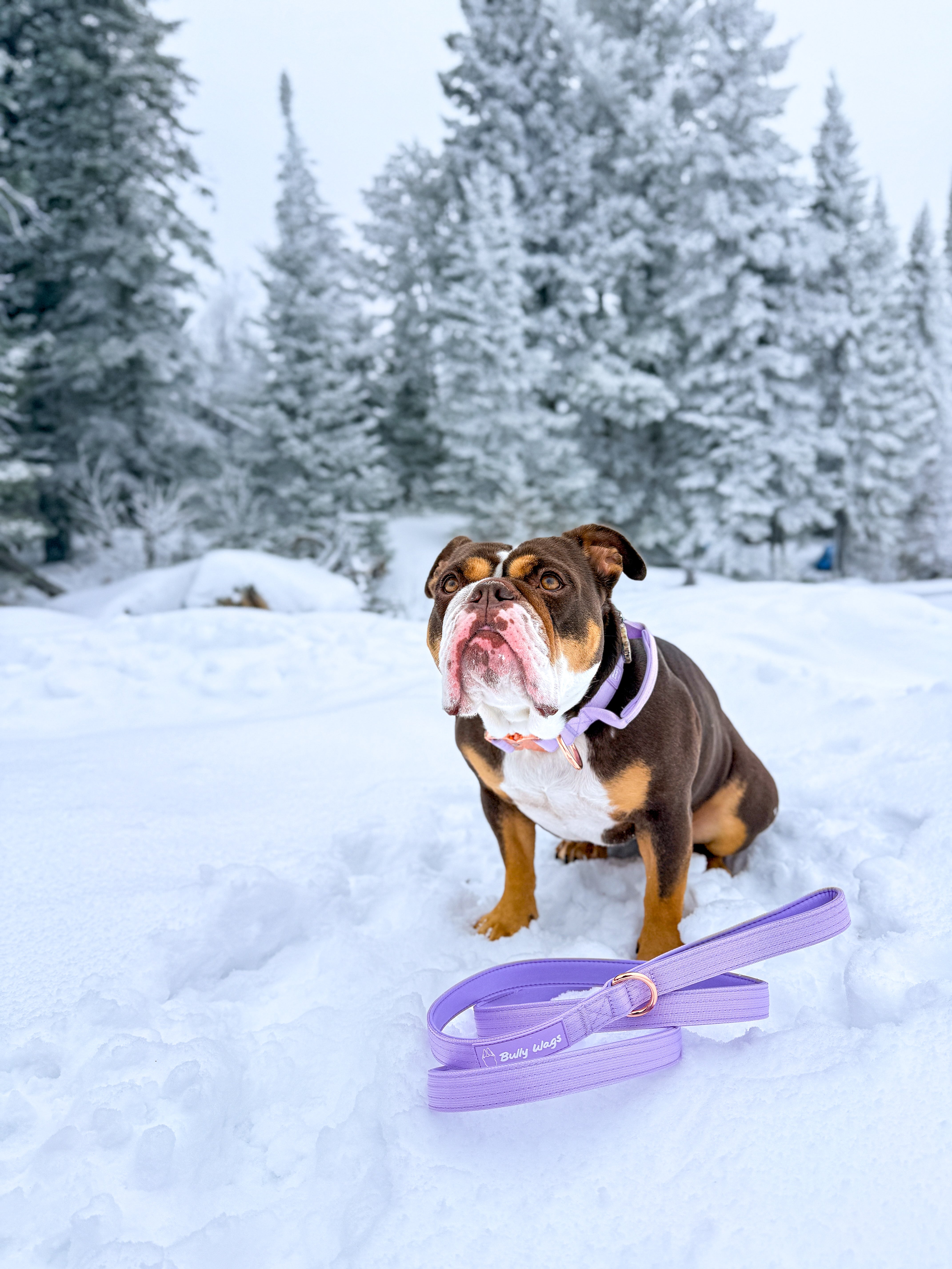 Dog wearing a lilac nylon dog collar and leash outdoors in a snowy setting.