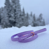 Dog on a lilac nylon dog leash outdoors in a snowy setting.