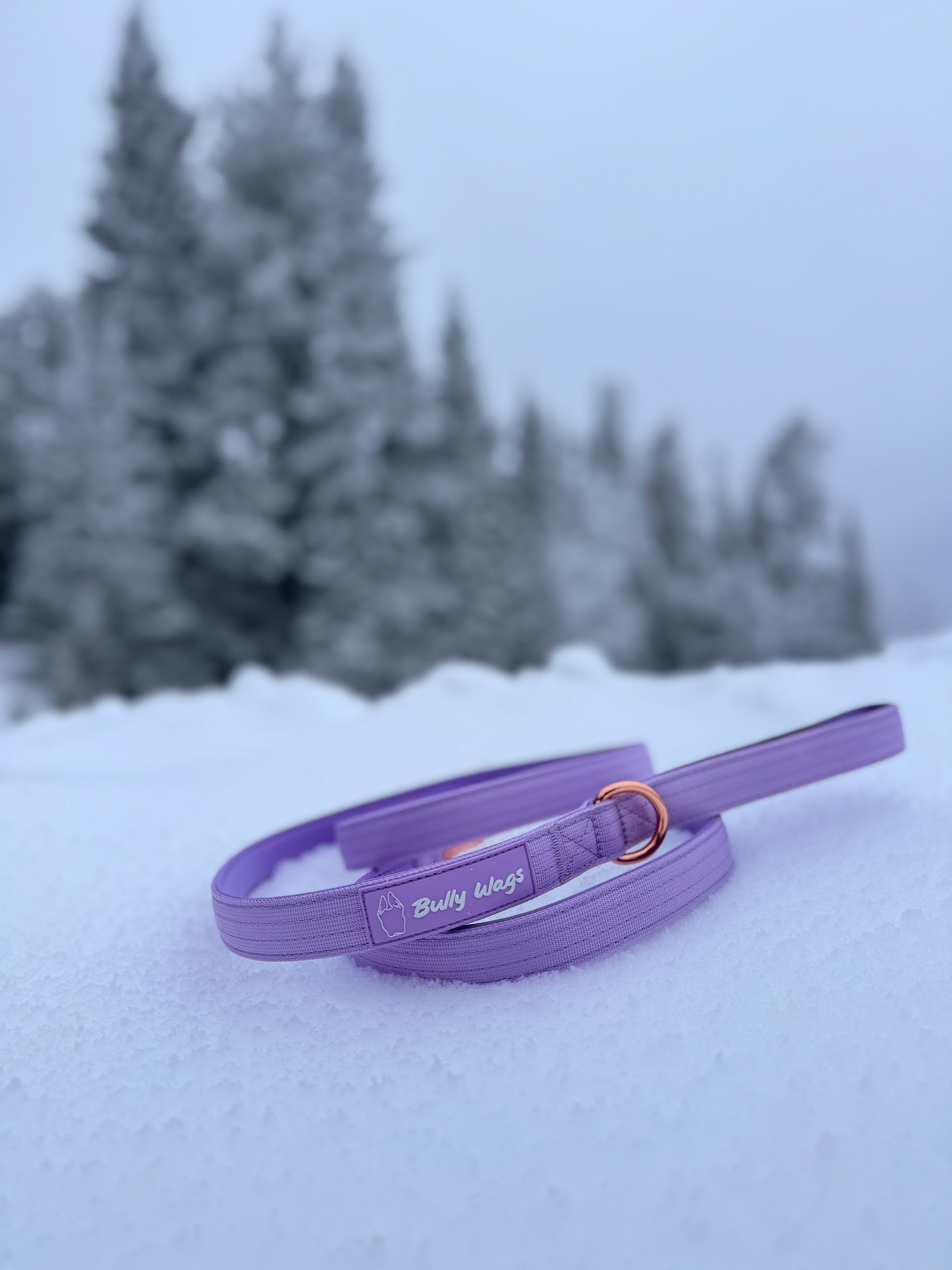 Dog on a lilac nylon dog leash outdoors in a snowy setting.