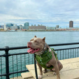 Tan pit bull-type dog wearing a cactus green heavy duty harness and matching cactus green nylon collar while sitting on a wooden bench near the water with a city skyline in the background.