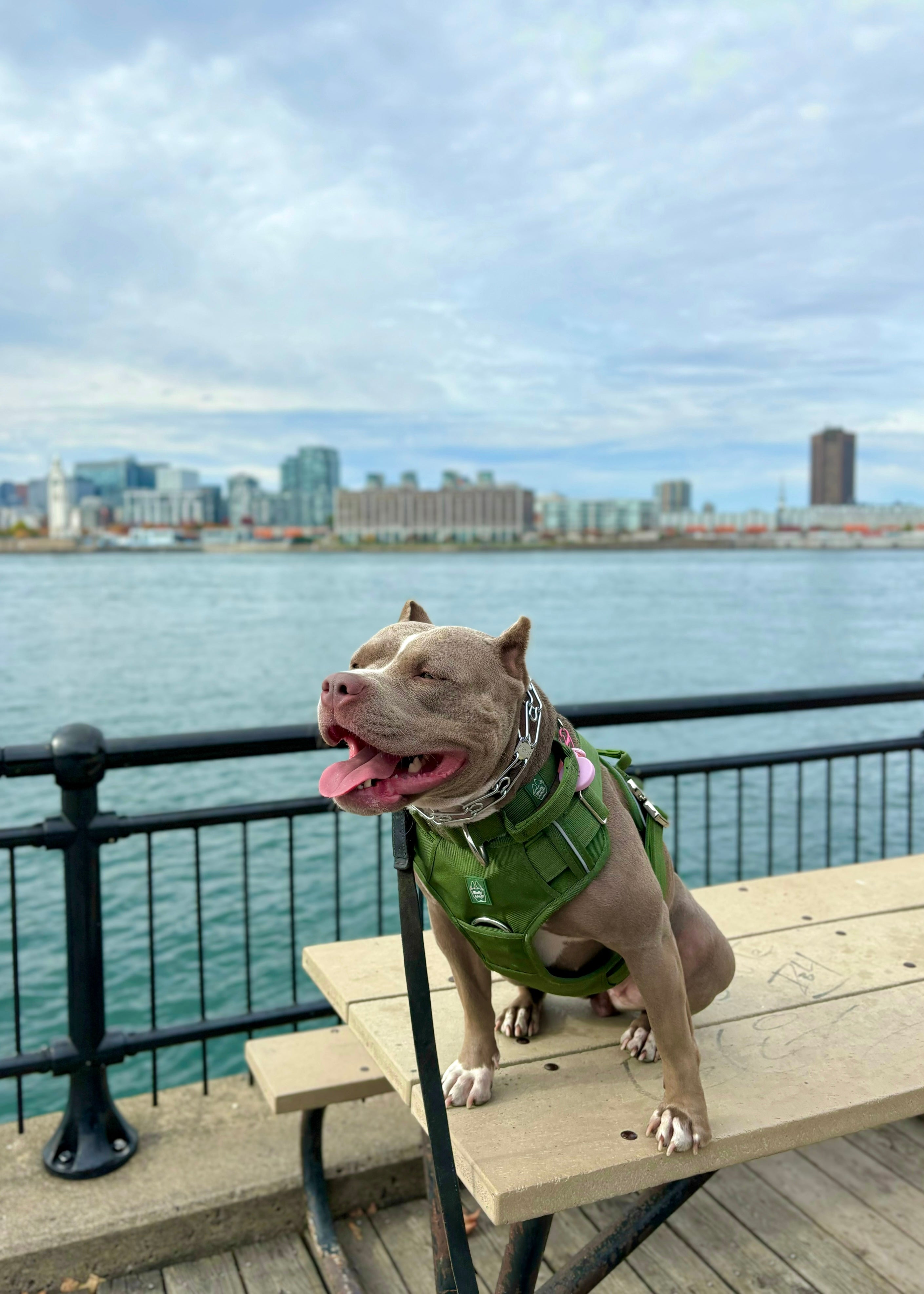 Tan pit bull-type dog wearing a cactus green heavy duty harness and matching cactus green nylon collar while sitting on a wooden bench near the water with a city skyline in the background.