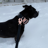 Dog wearing a black waterproof PVC collar with rose gold hardware and attached black PVC leash with rose gold hardware while standing in the snow.