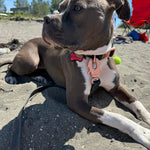 Brown and white dog wearing a Bully Wags Rose Gold Waterproof PVC Dog Collar on a sandy beach.