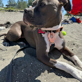 Brown and white dog wearing a Bully Wags Rose Gold Waterproof PVC Dog Collar on a sandy beach.