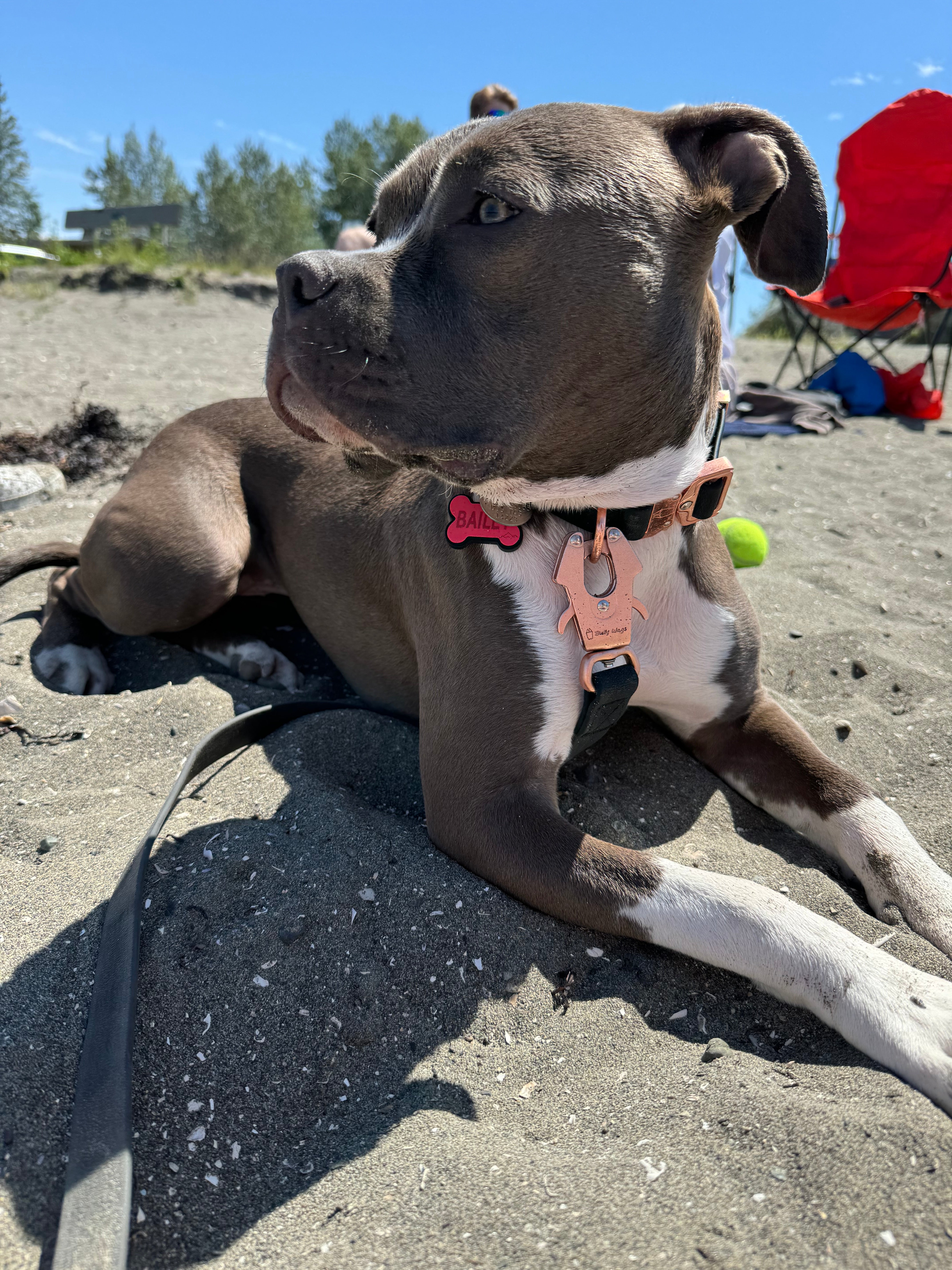 Brown and white dog wearing a Bully Wags Rose Gold Waterproof PVC Dog Collar on a sandy beach.